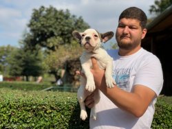 Show Kali̇te French Bulldog Yavrularımız 3