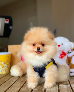 Muhteşem Showclass Pomeranian Boo Büyümeyen Cins 3