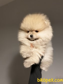 Orjinal Pomeranian Yavruları İçin İletişime Geçin 5