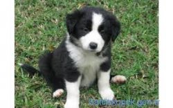 Border Collie Yavruları 2