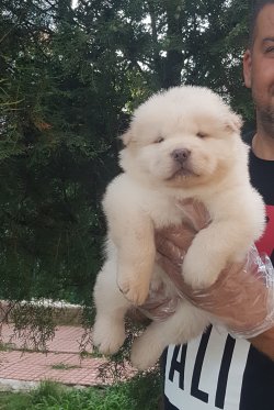 Chow Chow Çin Aslanları  Yavruları 1