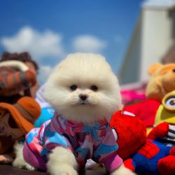 Safkan Büyümeyen Cins Beyaz Pomeranian Boo Yavrularımız İ̇çin İ̇letişime Geçin 4