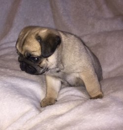 PUG MOPS YAVRULARIMIZ 3
