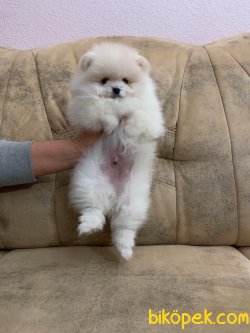 Secereli Pomeranian Yavrular 2