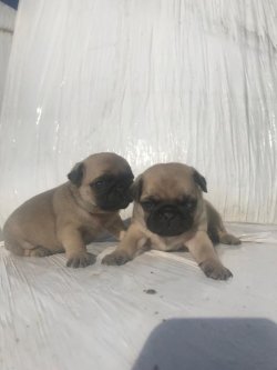 Pug&Mops 0 Numara 0 Burun 1