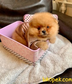 POMERANİAN BOO YAVRULAR 3