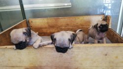 Pug Yavrularımız Irk Garantilidir 2