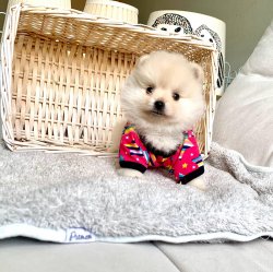 Boo Pomeranian Yavrular 1