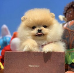 Küt Burun Teacup PomeranianBoo Kızımız 2