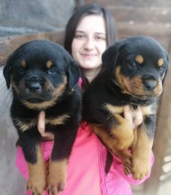Dev ROTTWEILER Yavrularımız 1