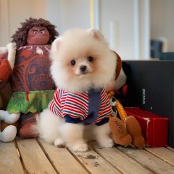 3.5 Aylık Kar Beyazı PomeranianBoo Oğlumuz 2
