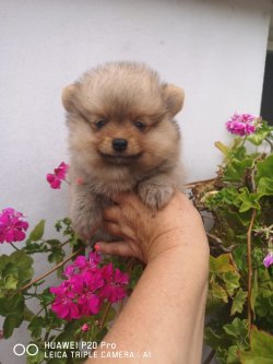 Mükemmel Safkan Irk Garantili Pomeranian Yavrularimiz 2