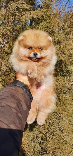 Teddybear Pomeranian Boo 1