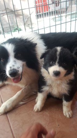 Border Collie Yavrularımız 5