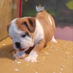İNGİLİZ BULDOG YAVRUSU 4