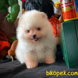 Kar Beyazı  PomeranianBoo Yavrularımızdan 5