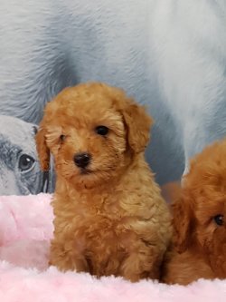 TOY POODLE YAVRULARI 3