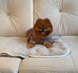Pomeranian Boo Irk Sağlık Garantili Teddy Bear Yavrularımız 2