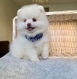 Orji̇nal Pomerani̇an Boo Yavrularımız 2