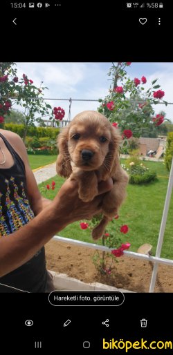Golden Retriever Yavrularımız 4