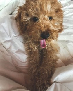 Saf Poodle 1