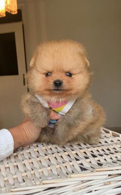 Orji̇nal Pomerani̇an Boo Yavrularımız 3
