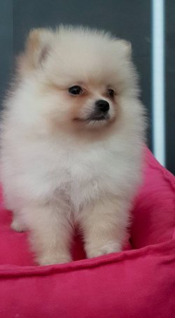 POMERANIAN YAVRUSU 2