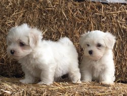 Tea Cup Maltese Terrier Yavrulari 4