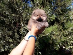 Üreticiden Mükemmel Safkan Irk Garantili Pomeranian Yavrularimiz 3