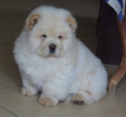 Satılık Chow Chow Yavrular 2