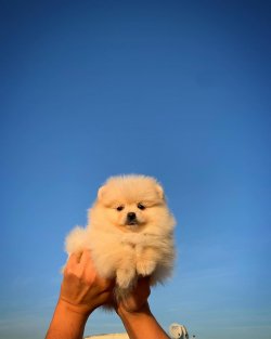 Beyaz PomeranianBoo Yavrularımızdan 2