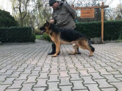 Dünya Şampiyonu ! Secereli Alman Kurdu Yavruları 1
