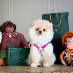 Beyaz  PomeranianBoo Kızımız 3