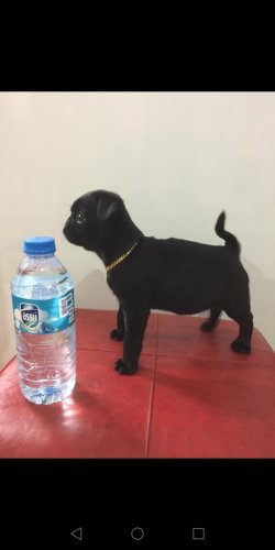 Siyah Pug Mops ANKARA 2