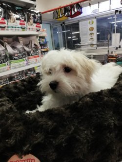 Maltese Yavrularımız 1