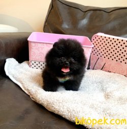 TEACUP BLACK POMERANİAN BOO 2