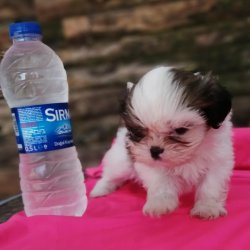 Sevimli Shih Tzu Yavruları 3
