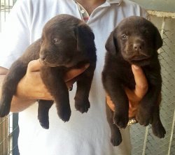 Labrador Yavruları Sizlere Özel 1