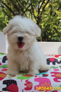 Süper Kalite 0 Numara Maltese Terrier Yavrularımız Geldi 1