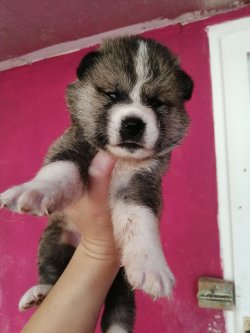 Üst Kalite Akita İ̇nu Yavrularımız 2