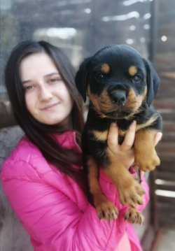 Üst Kalite ROTTWEILER Yavrularımız 2