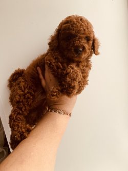 TOY POODLE RED VE DARK RED YAVRULAR 2