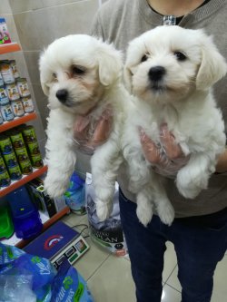 MALTESE TERRIER  YAVRULARIMIZ 2