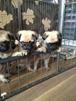 PUG MOPS YAVRULARI 2