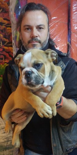 İNGİLİZ BULDOG 2