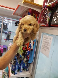 Spaniel Dişi Yavru 1