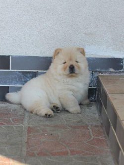 Beyaz / Krem Chow Chow Çin Aslanı Yavrularımız 2