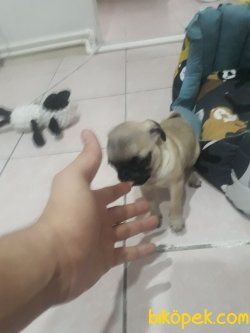 2 Aylik Ilk Aşısı Oldu Ilgilenemedim Icin Vereceğim 1
