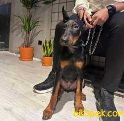 4,5 Aylık Erkek Estetikli Doberman Yavrumuz 3