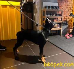 4,5 Aylık Erkek Estetikli Doberman Yavrumuz 2